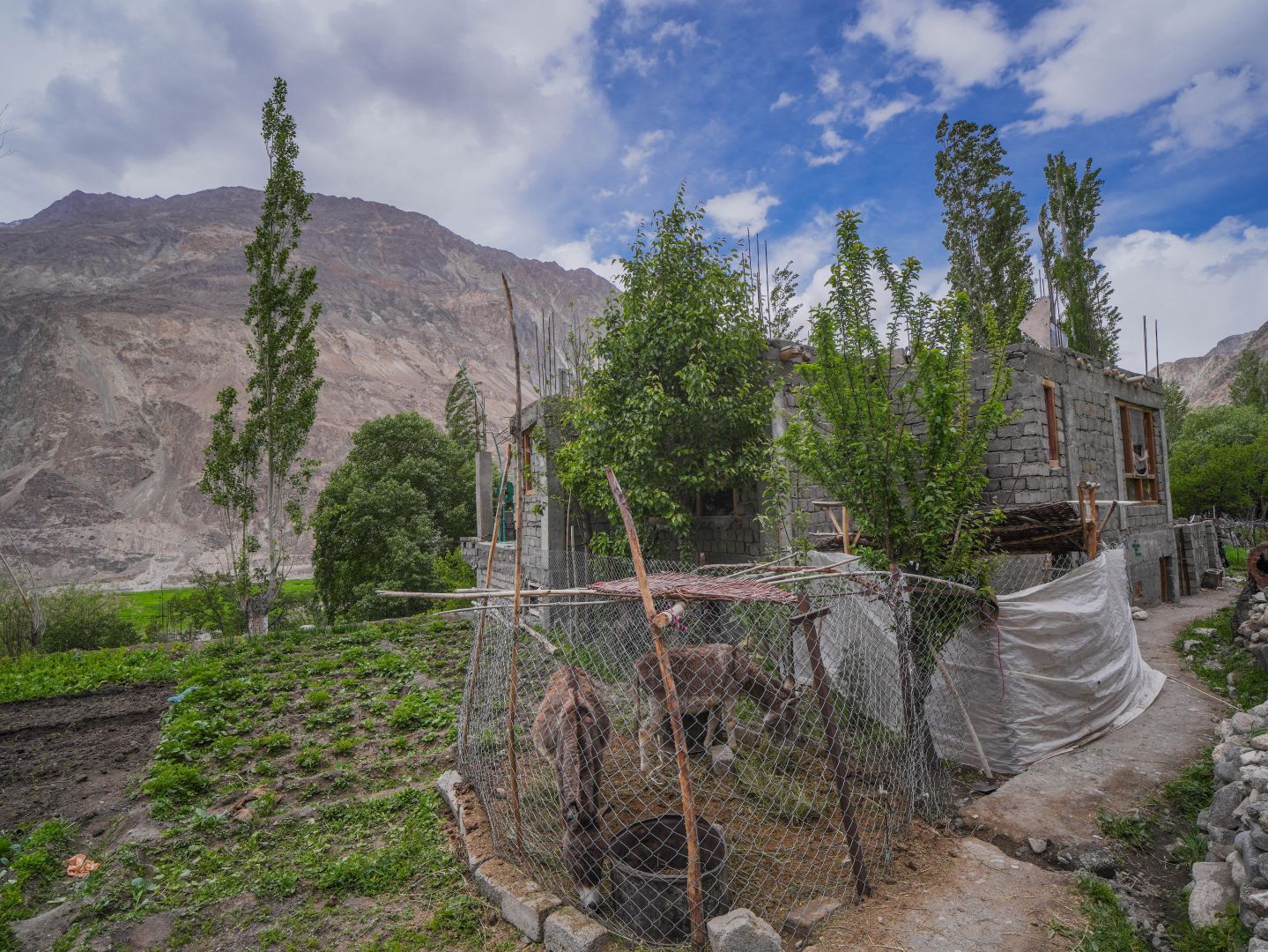 Aairah Homestay — homestay in Turtuk, Nubra, Ladakh